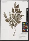 Foto von Salix caprea L. x Salix lapponum L.
